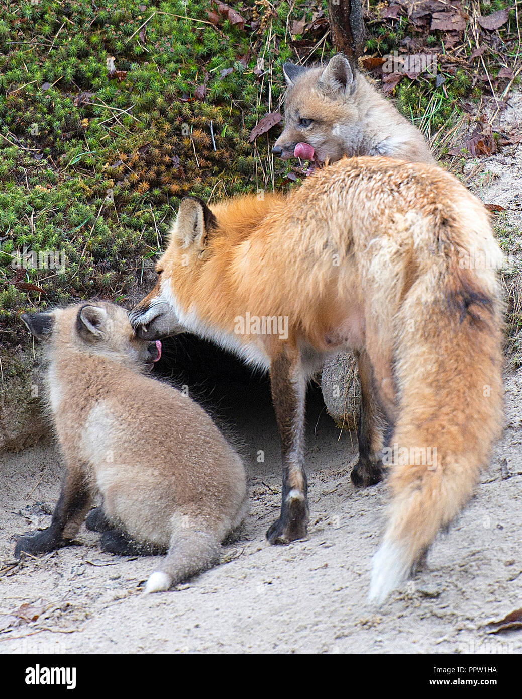 Red Fox mother and a kits fox enjoying their surrounding Stock Photo ...