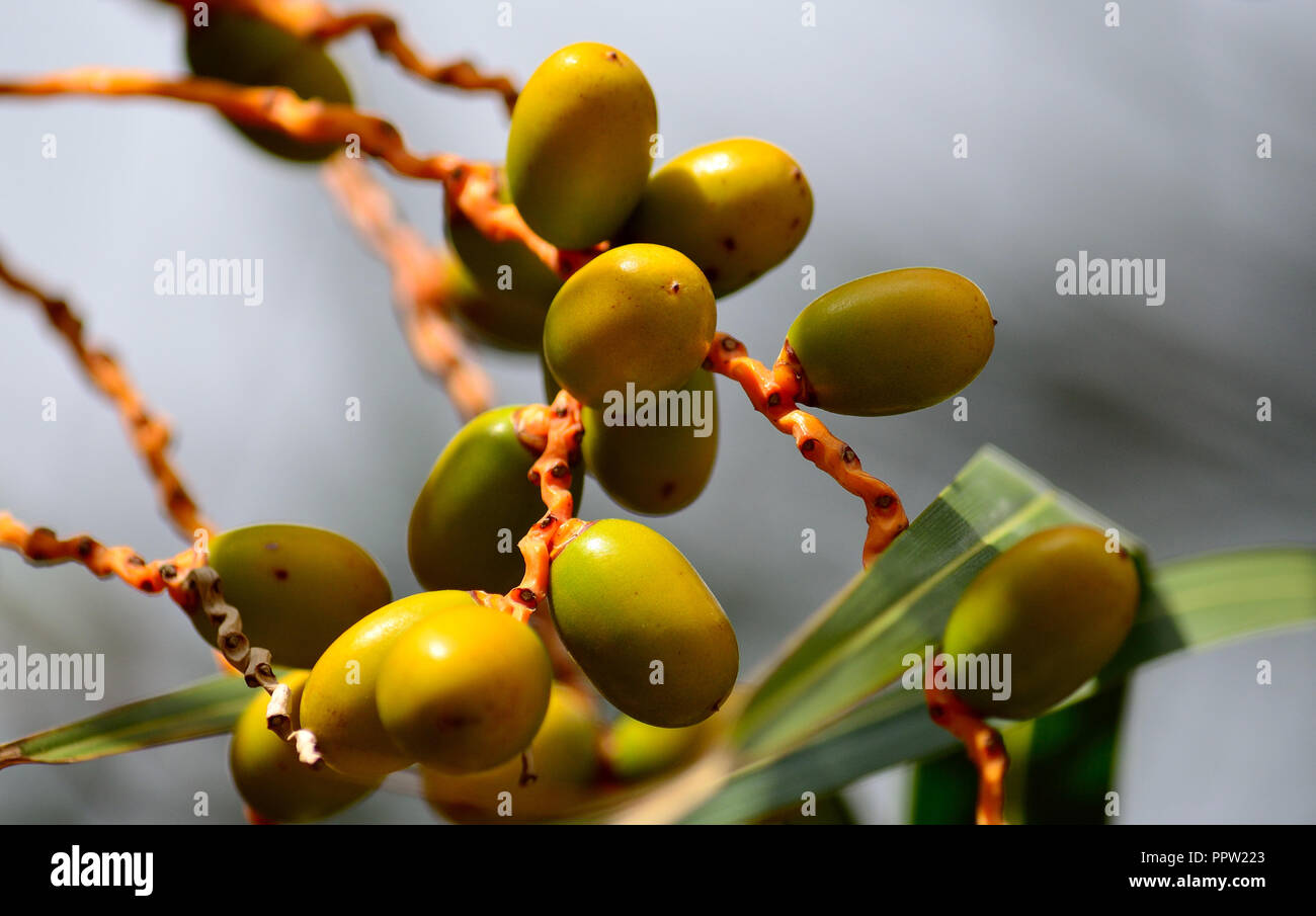 Green fruits of palm tree beginning to mature, datiles Stock Photo - Alamy