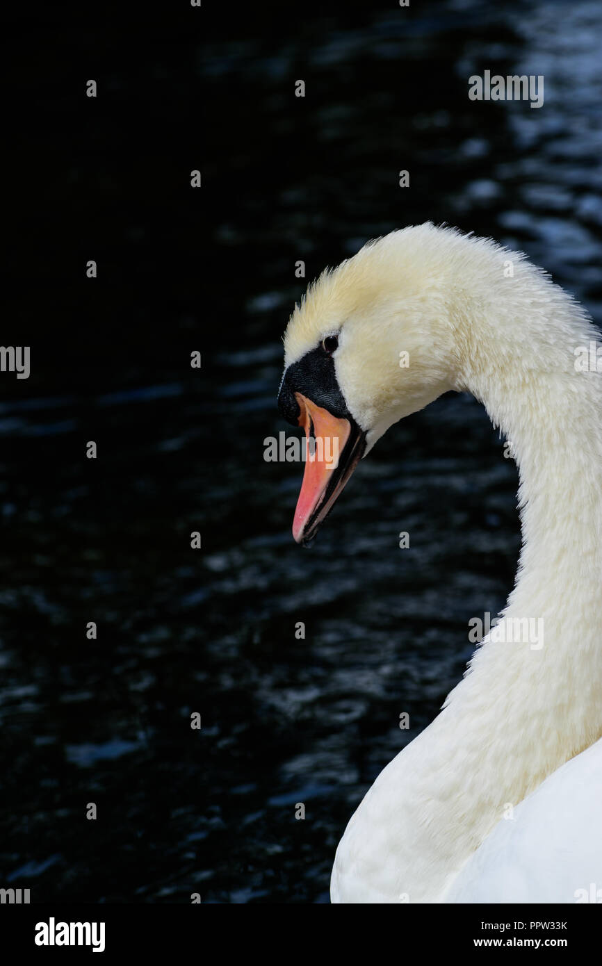 A portrait of a swan Stock Photo