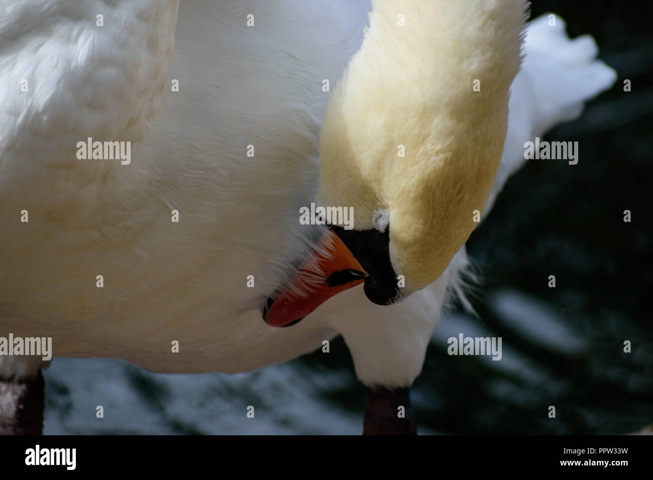 A swan preens itself Stock Photo