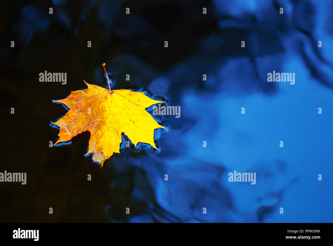 Fallen maple leaf in autumn colors floating on water surface.Maple leaf floating on water Stock Photo