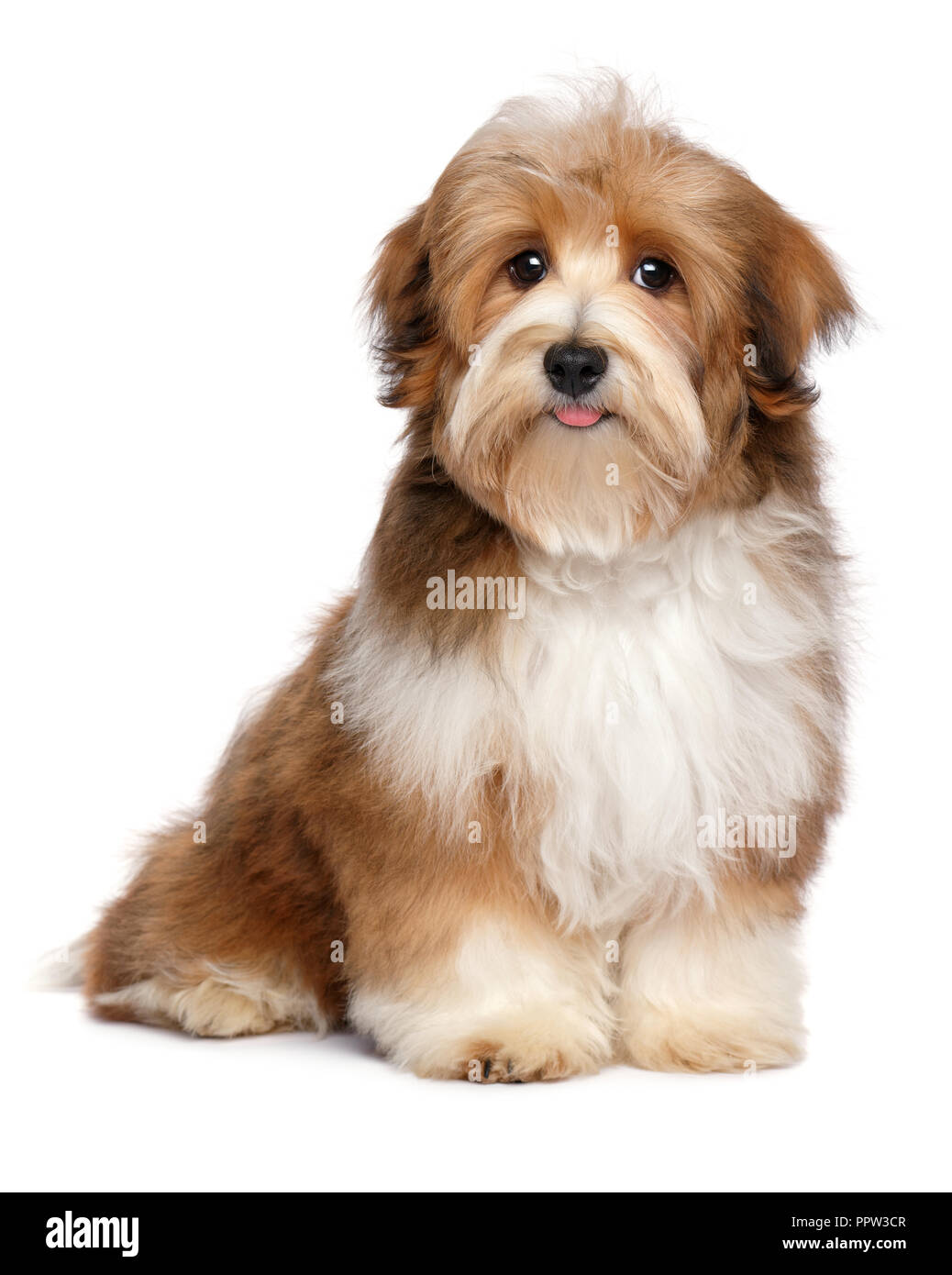 Cute red parti colored havanese puppy dog is sitting and looking at isolated on white Stock Photo - Alamy