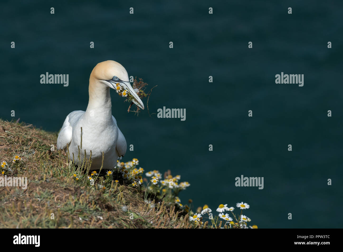 Northern Gannet (Morus bassanus) collecting flowers of Sea Mayweed