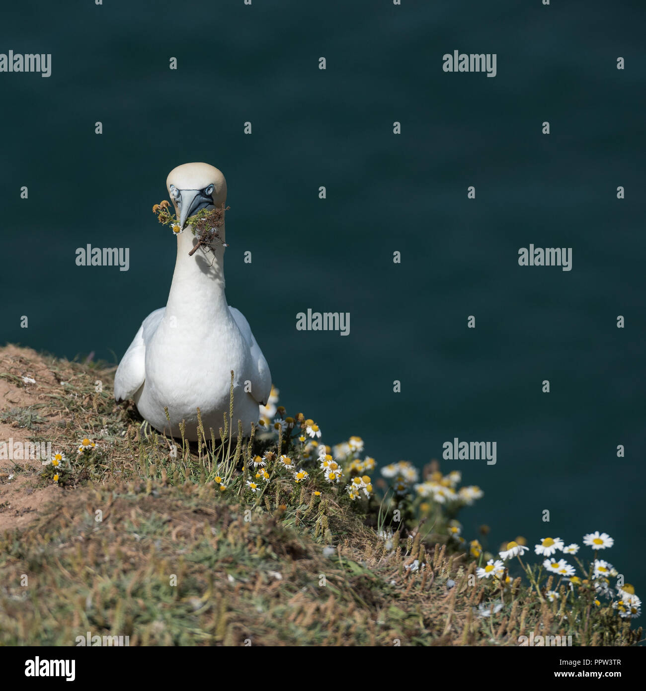 Northern Gannet (Morus bassanus) collecting flowers of Sea Mayweed