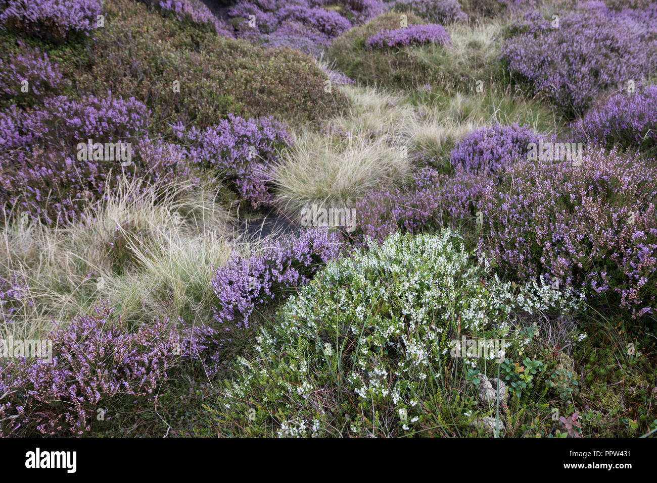 White heather (Calluna vulgaris) in the Peak District Stock Photo