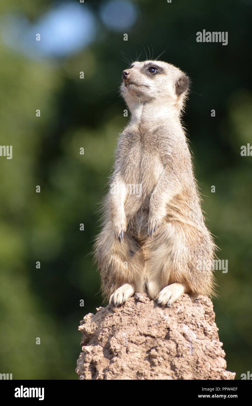 Meerkat sentry at Twycross Zoo Stock Photo