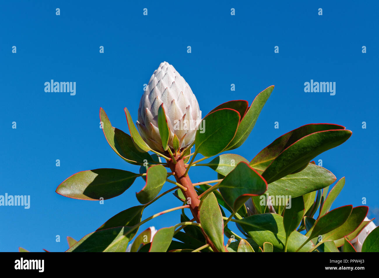 A single pink protea bud against the blue sky Stock Photo