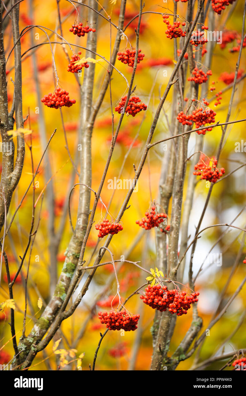 Rowan berries in autumn Stock Photo