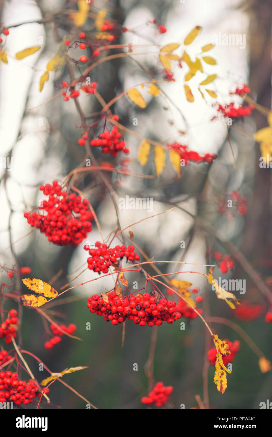 Rowan berries in autumn Stock Photo