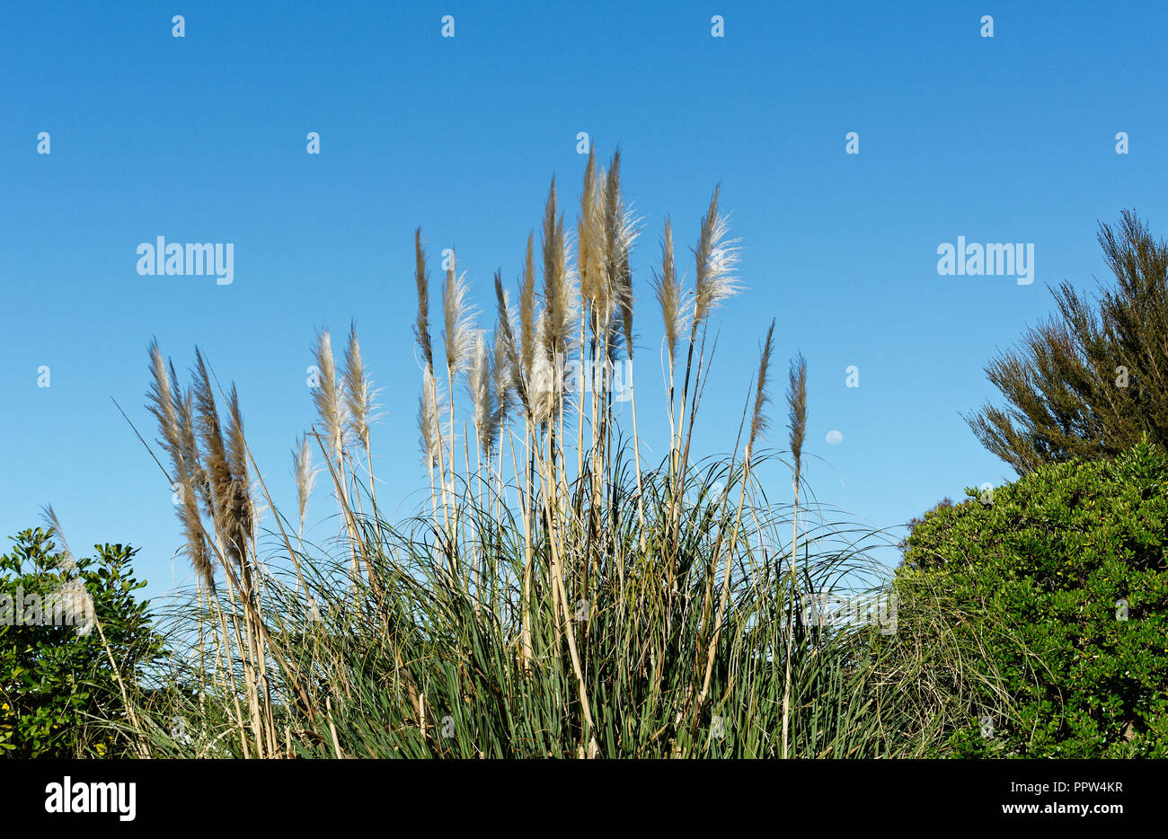 Cortaderia splendens, Toe toe which used to be spelled Toi toi, in flower against a blue sky Stock Photo