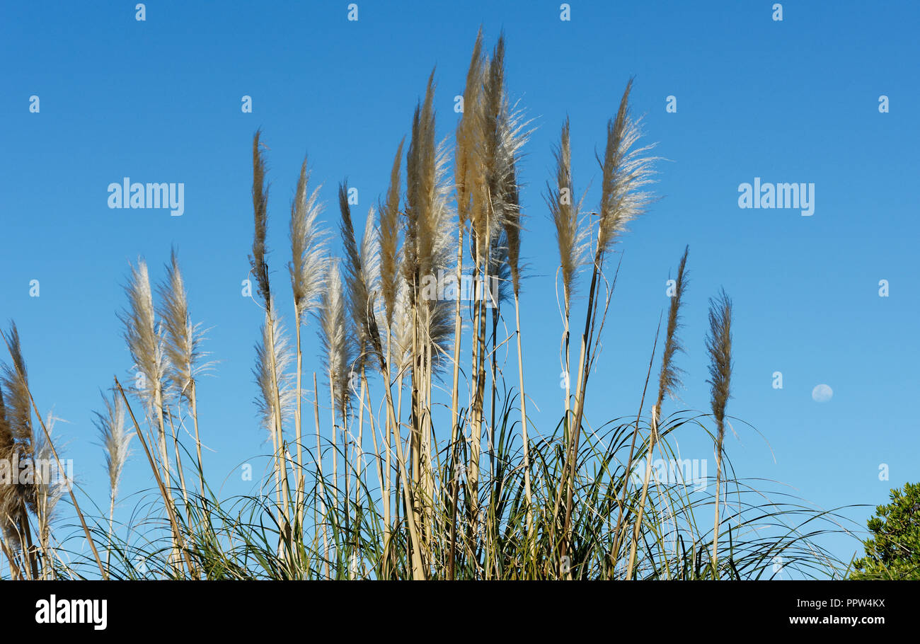 Silvery toe toe flowers against the blue sky; New Zealand's largest native grass. Stock Photo