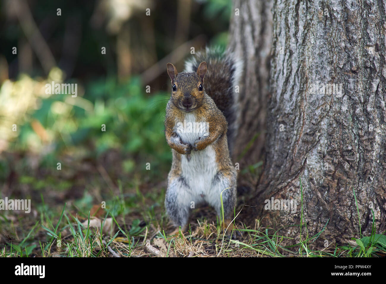 Lachine,Canada 27, September, 2018. Squirrel standing on its hind legs.Credit:Mario Beauregard/Alamy Live News Stock Photo