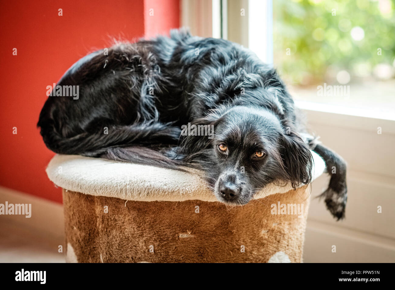 This is Donna, a abandoned mongrel, stray dog found in a meadow on the Greek Island of Lesbos. Through a charity website it was brought to Holland Stock Photo