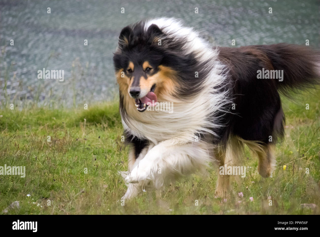 Scottish Sheepdog High Resolution Stock 