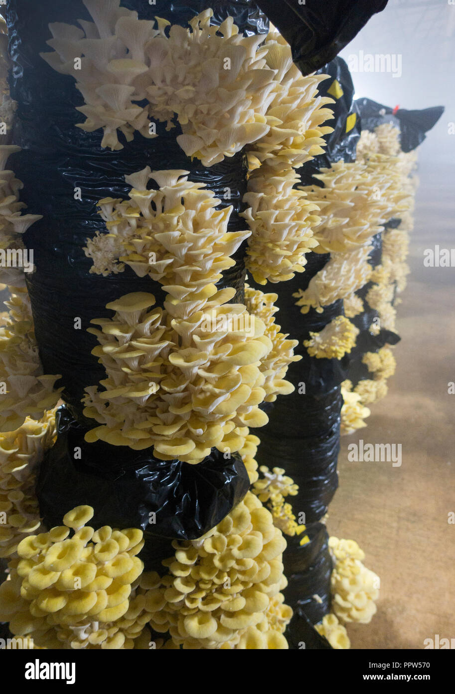 Phillips mushroom farms Square PA Stock Photo Alamy