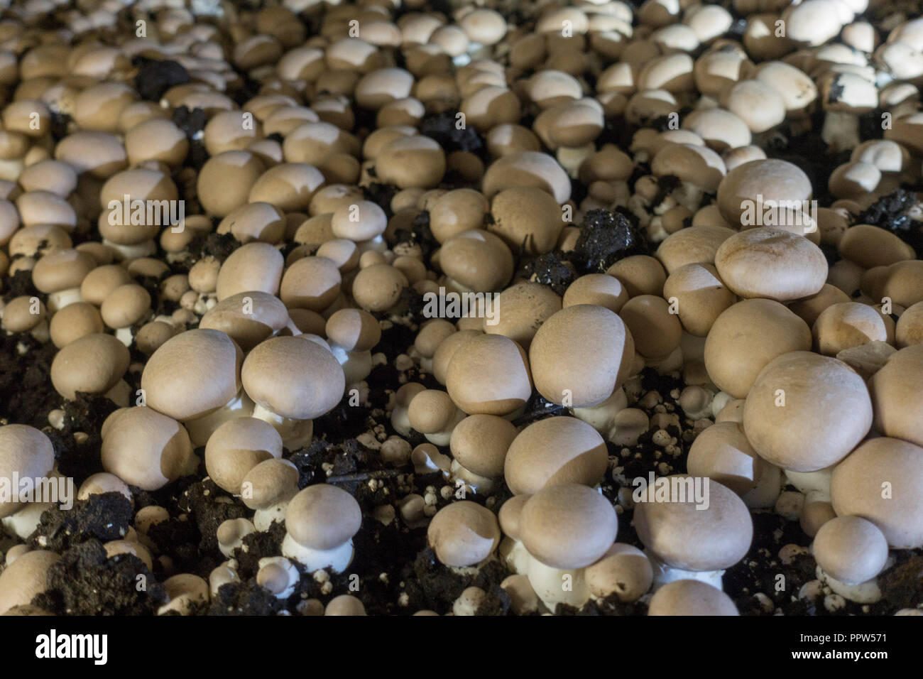 Phillips mushroom farms Square PA Stock Photo Alamy