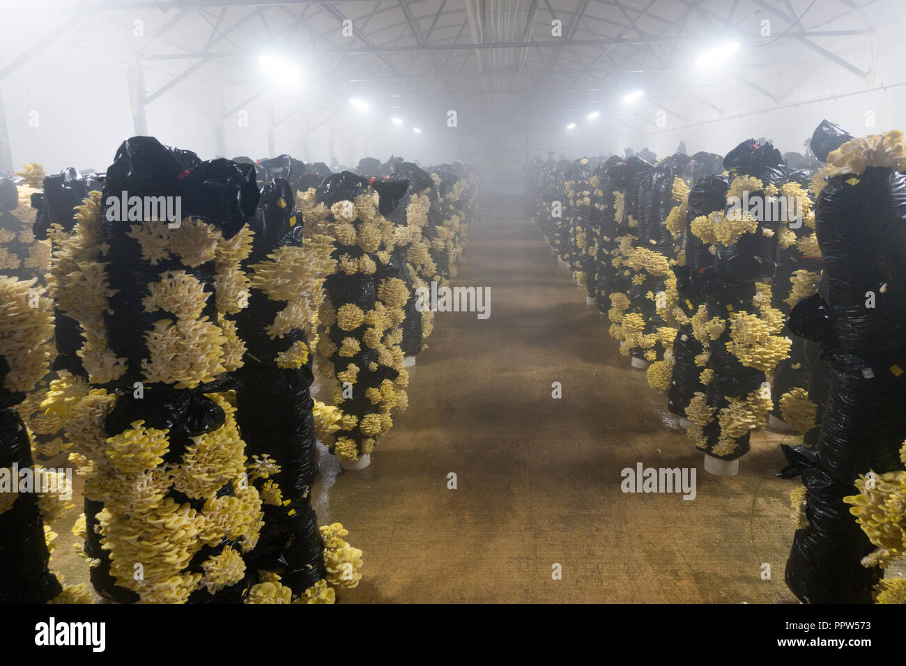 Phillips mushroom farms Square PA Stock Photo Alamy