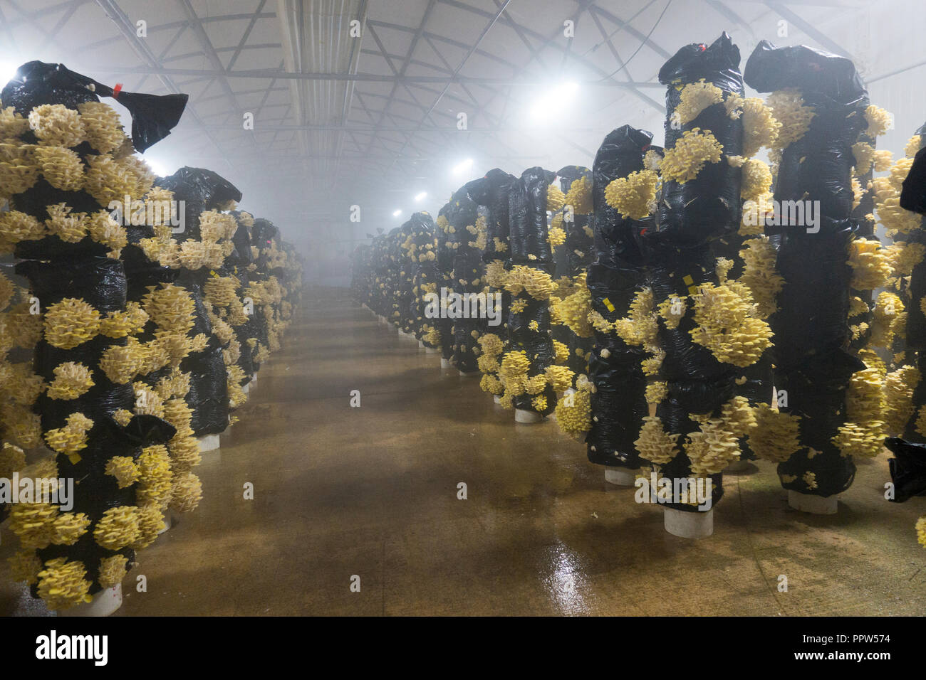 Phillips mushroom farms Square PA Stock Photo Alamy