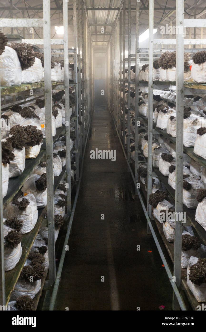 square mushroom hires stock photography and images Alamy