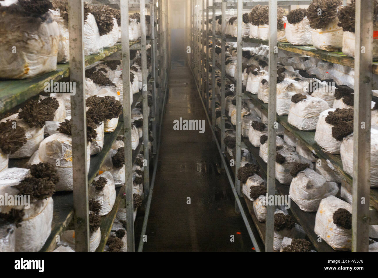 square mushroom hires stock photography and images Alamy