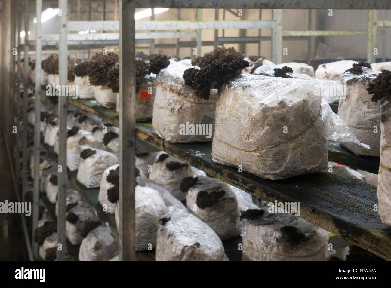 Phillips mushroom farms Square PA Stock Photo Alamy