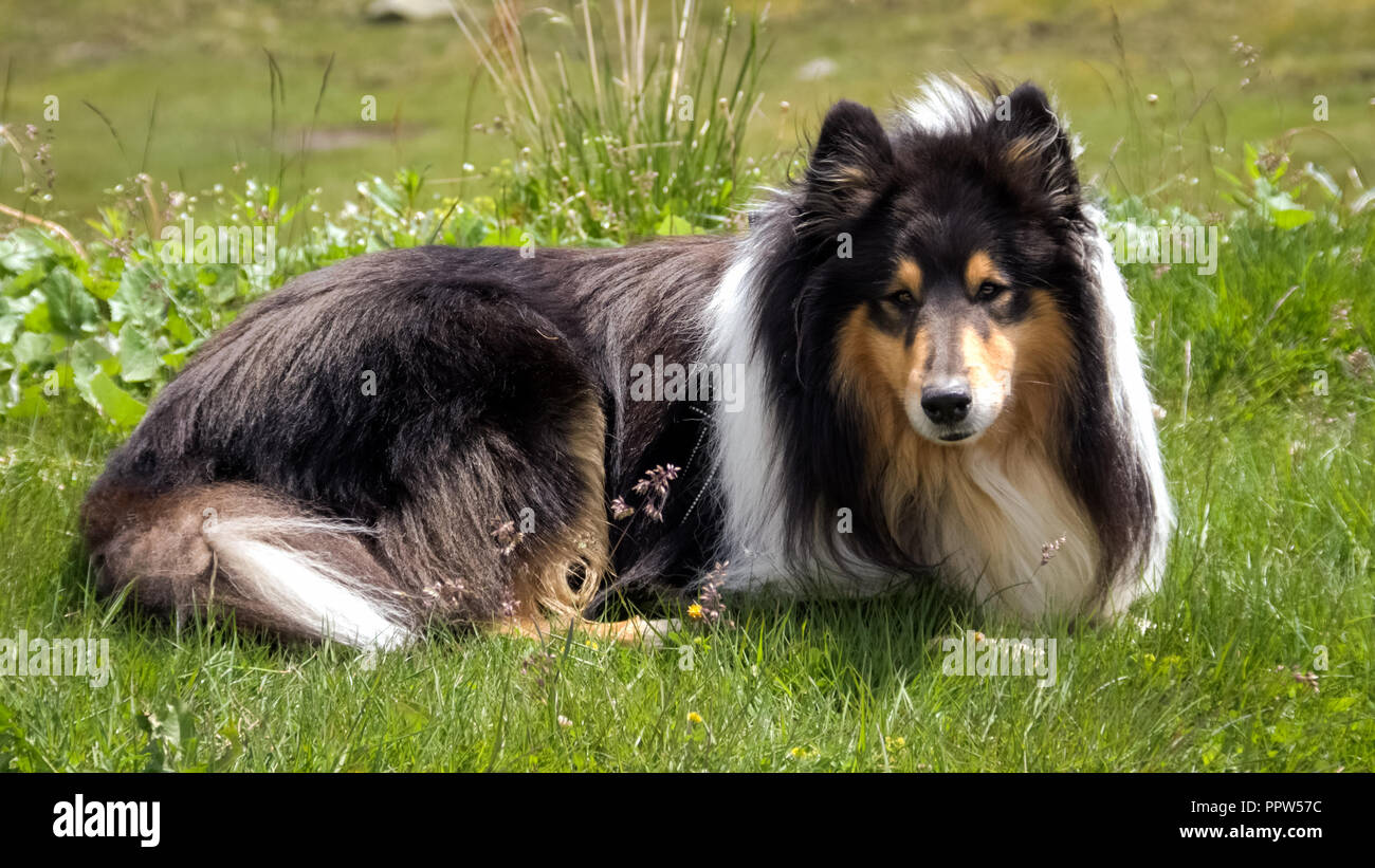 Lassie famous rough collie movie star dog poses in woodland 8x10 inch photo