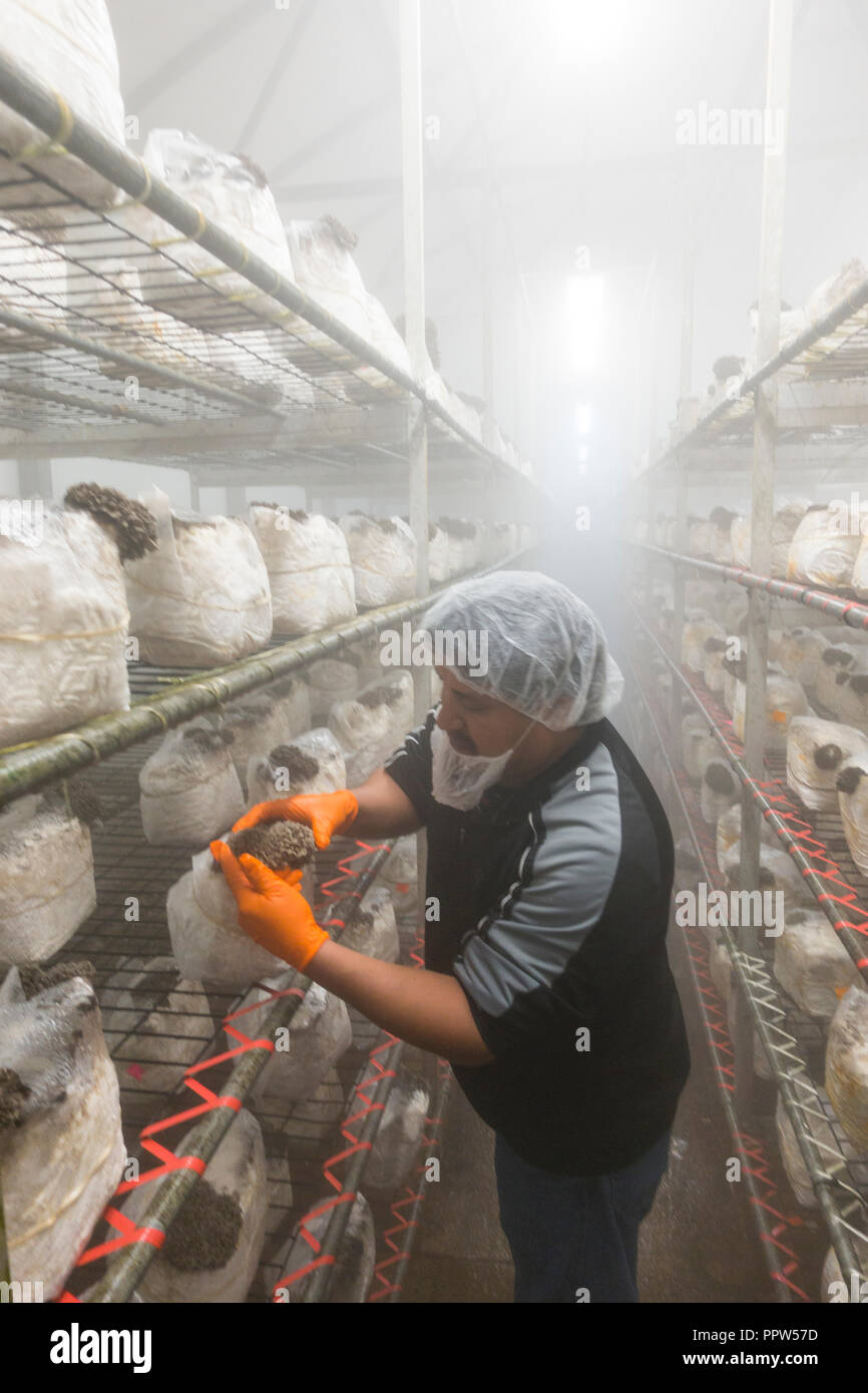 Phillips mushroom farms Square PA Stock Photo Alamy