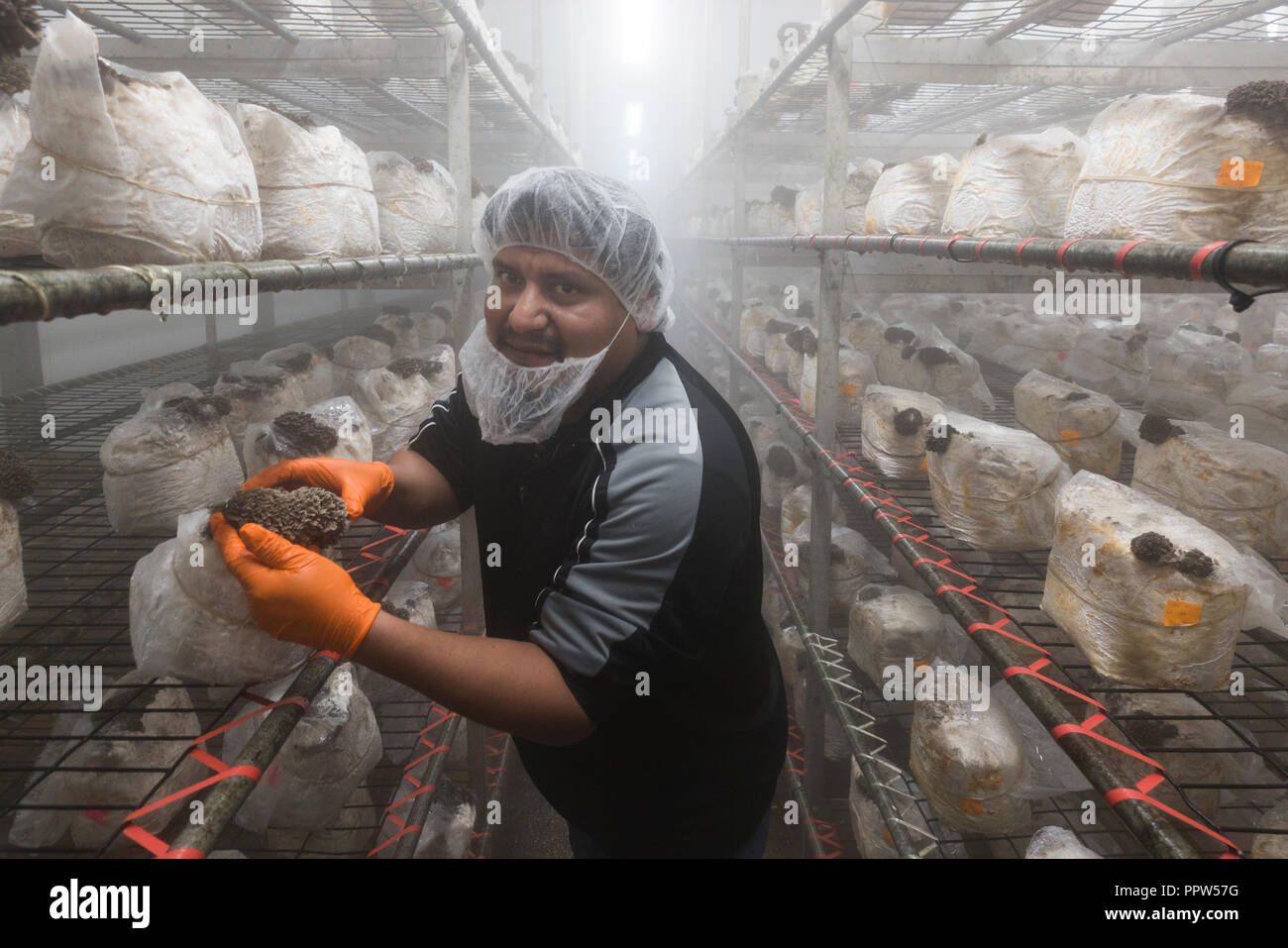 Phillips mushroom farm square hires stock photography and images Alamy