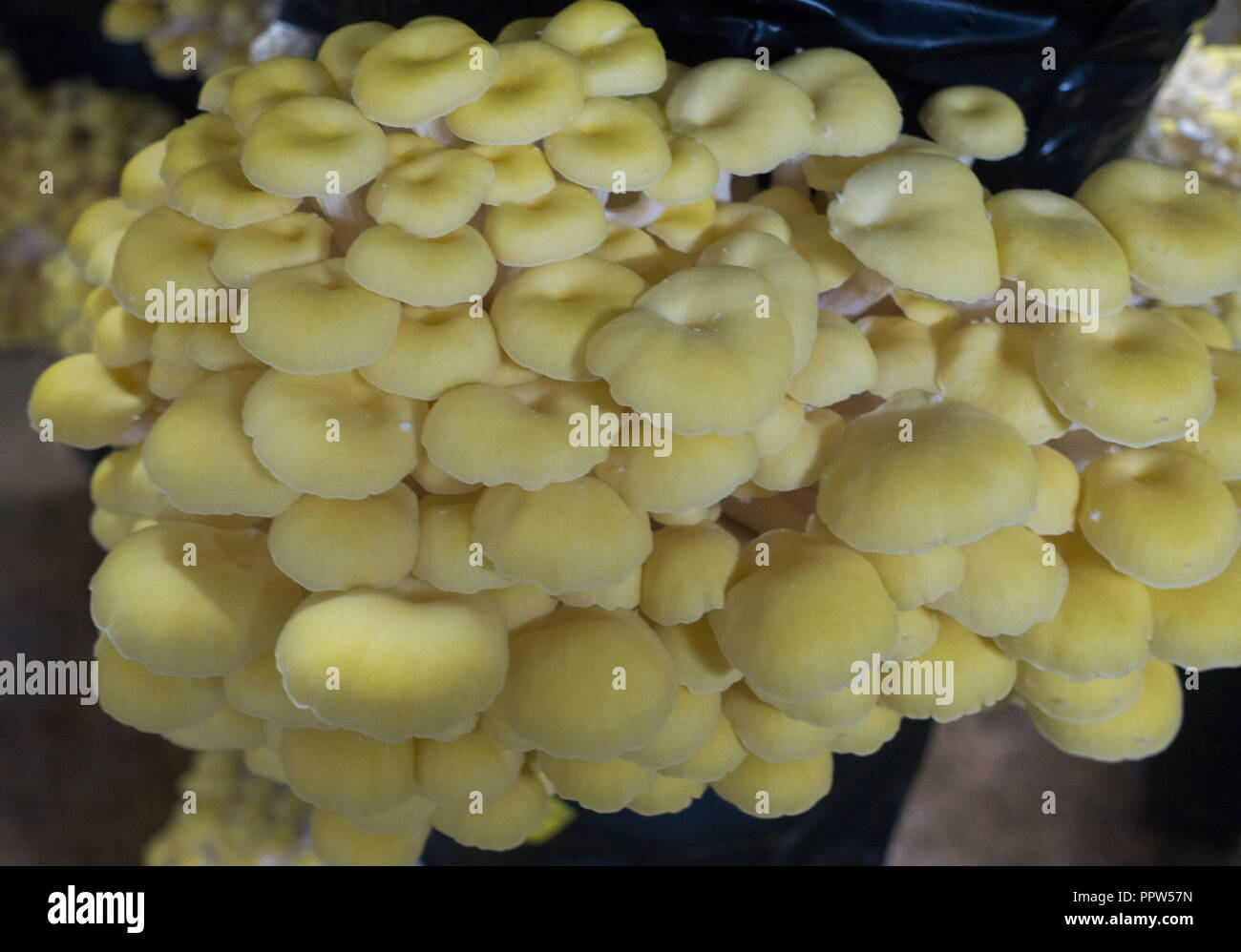 Phillips mushroom farm square hires stock photography and