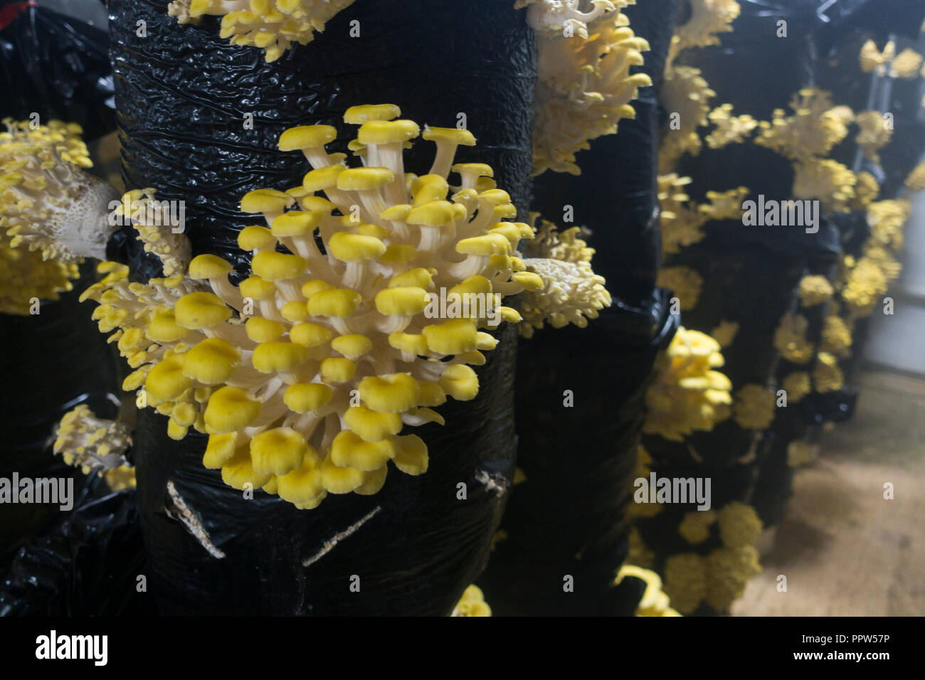 Phillips mushroom farms Square PA Stock Photo Alamy