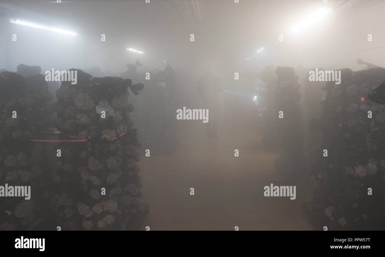 Phillips mushroom farms Square PA Stock Photo Alamy