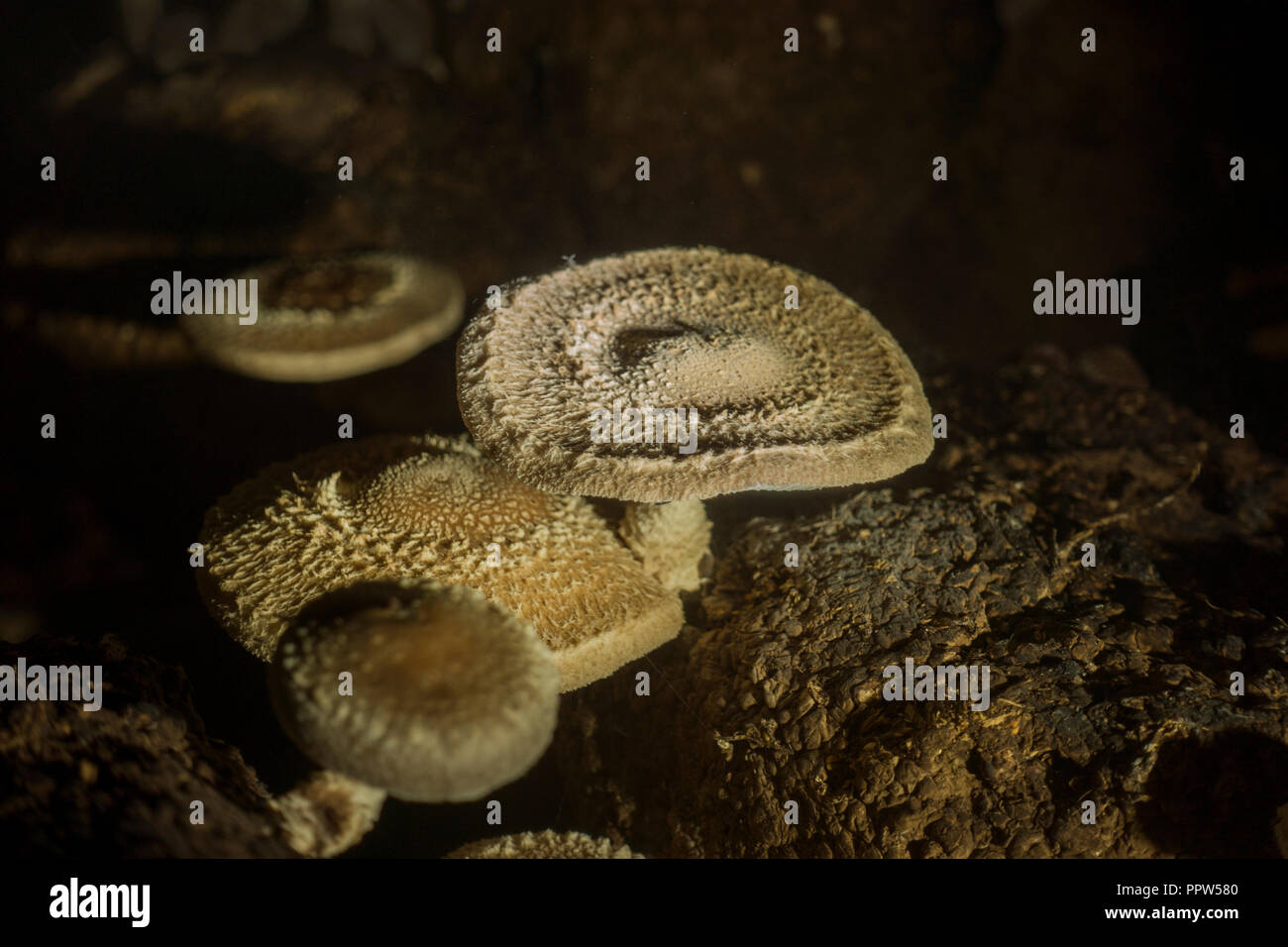 Phillips mushroom farms Square PA Stock Photo Alamy