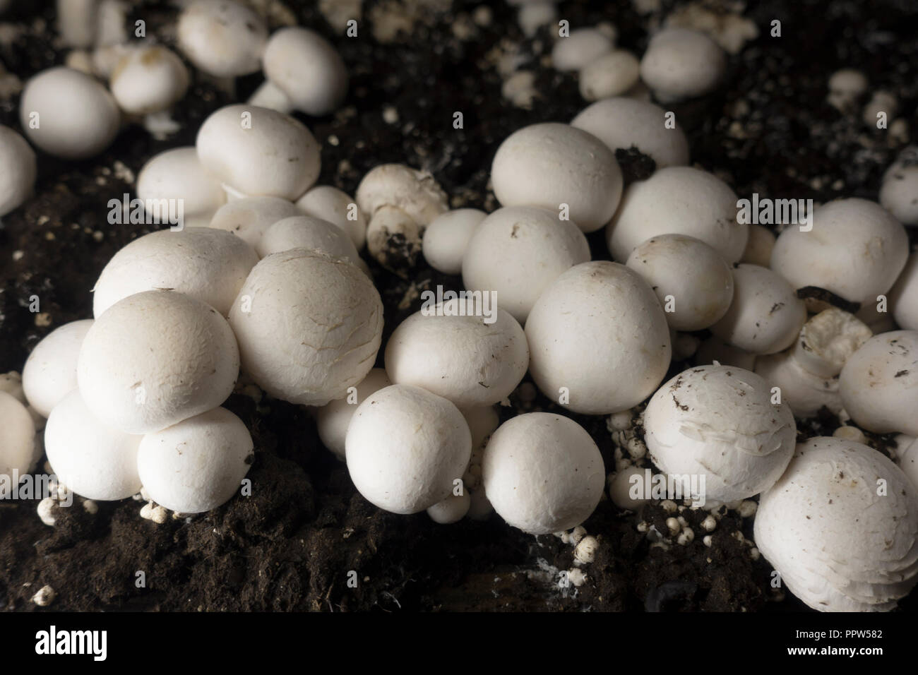 Phillips mushroom farms Square PA Stock Photo Alamy