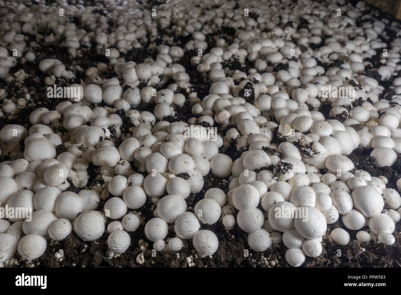 Phillips mushroom farms Square PA Stock Photo Alamy