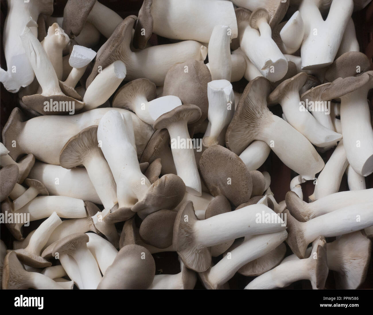 Phillips mushroom farms Square PA Stock Photo Alamy