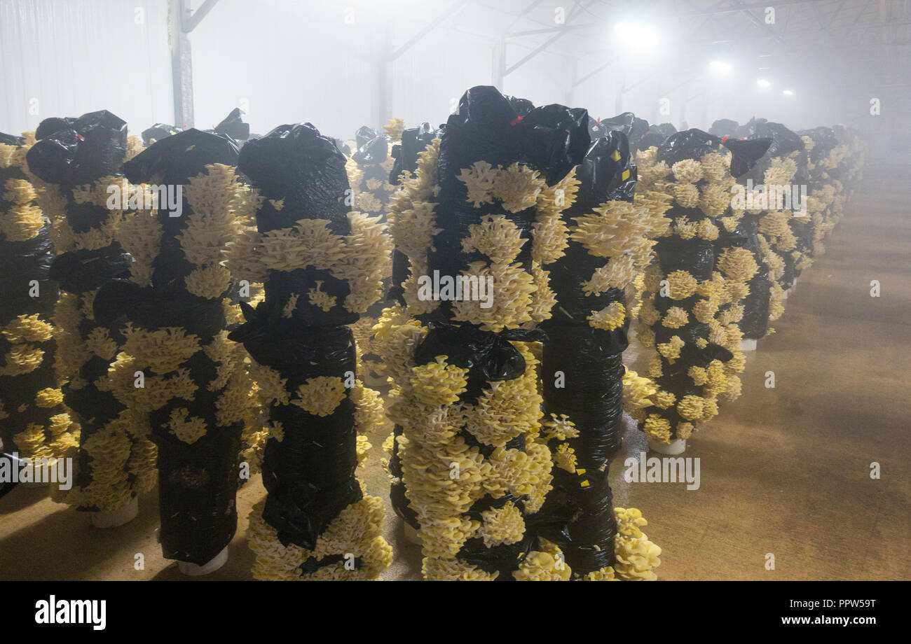 Phillips mushroom farms Square PA Stock Photo Alamy