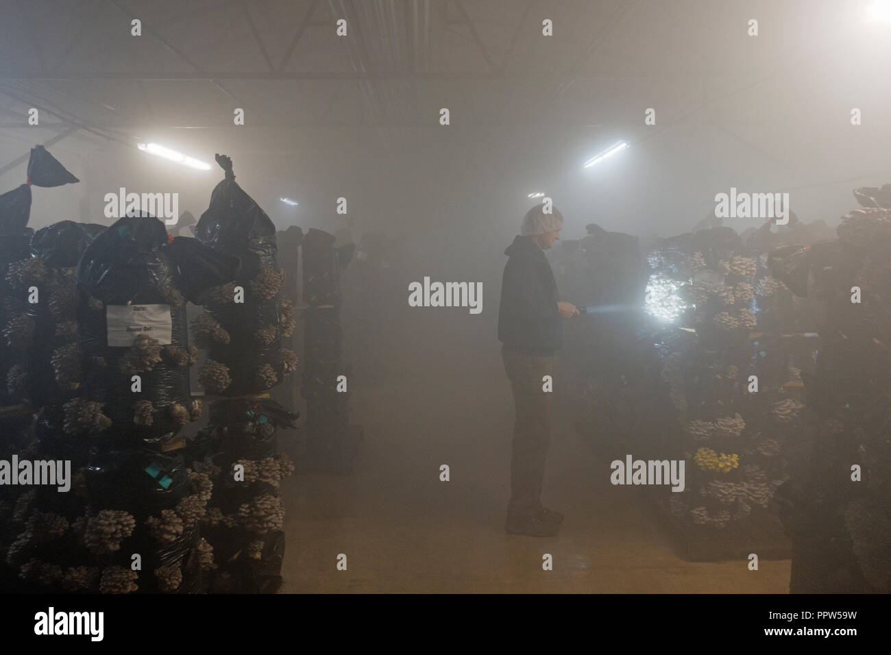 Phillips mushroom farms Square PA Stock Photo Alamy