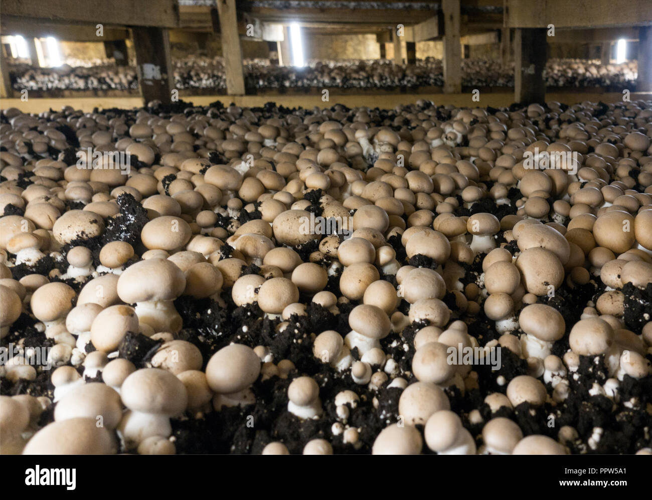 Phillips mushroom farms Square PA Stock Photo Alamy