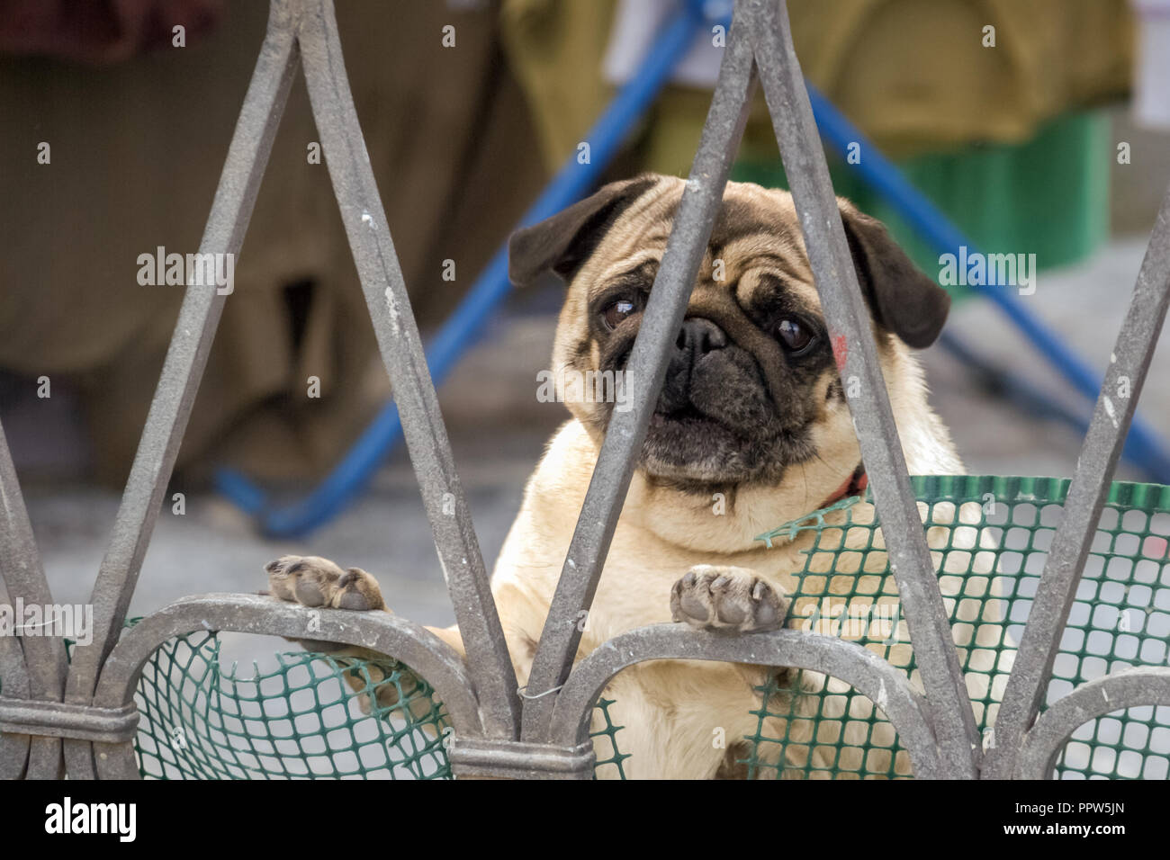 Pug looking through an iron fence. They have physically distinctive features: wrinkly, short-muzzled face, curled tail and fine, glossy coat. Stock Photo
