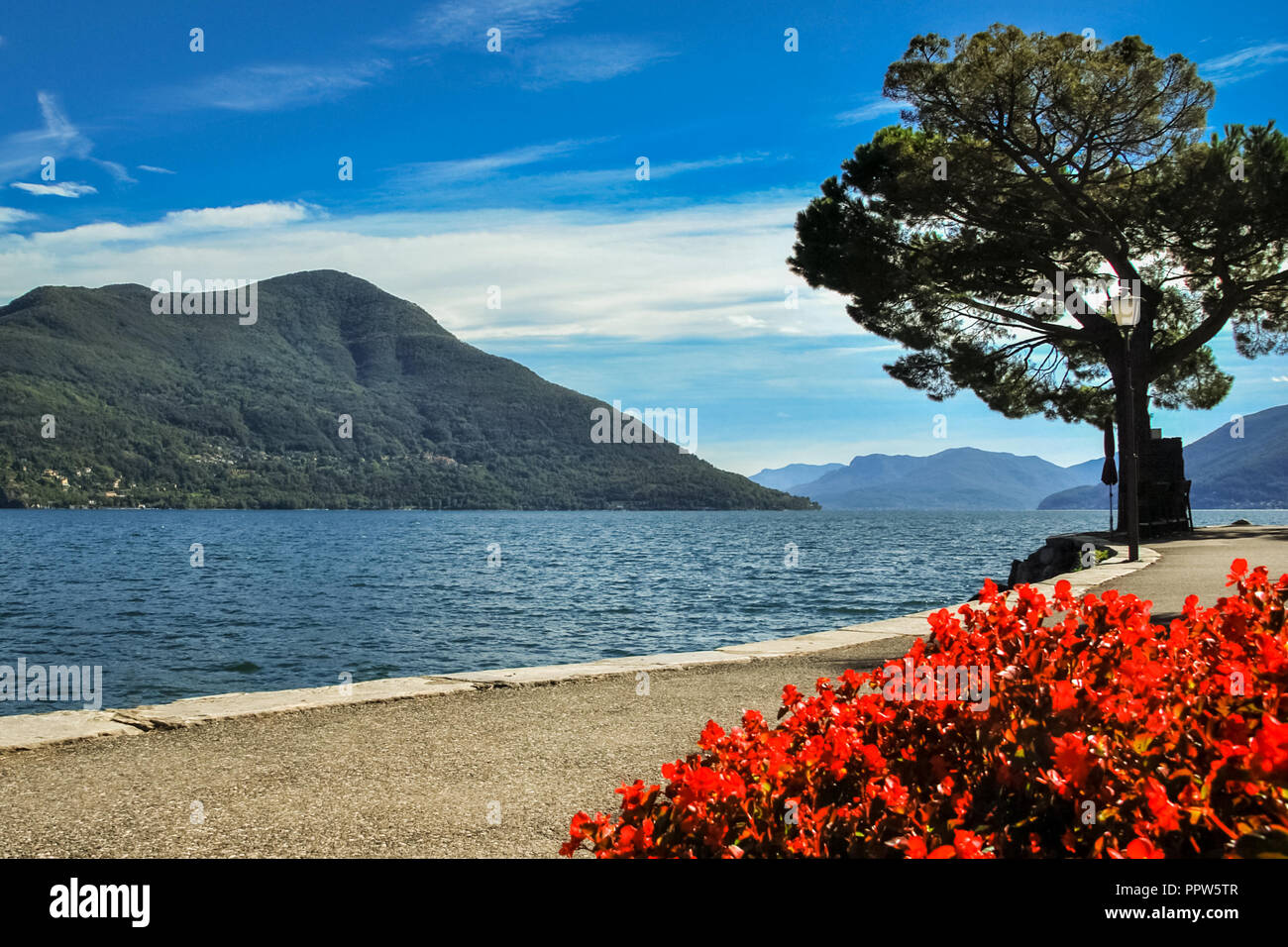 Nice, colorful flowers at the boulevard of Lake Locarno (Ticino, Switzerland) on a sunny, late september day. It is also called Lago Maggiore Stock Photo