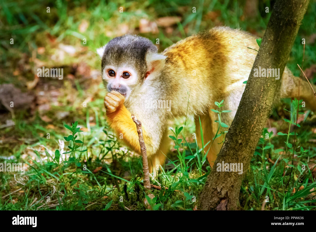 The sun is shining on a small cand urious common squirrel monkey. They live mainly in the tropical forests of Central and South America. Stock Photo