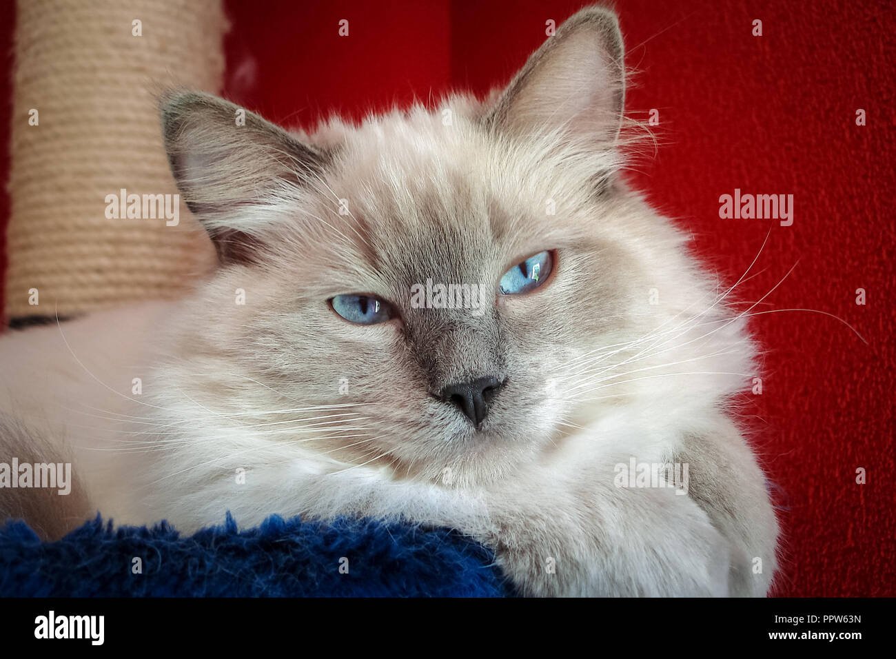 Ragdoll cats are best known for its docile temperament and affectionate