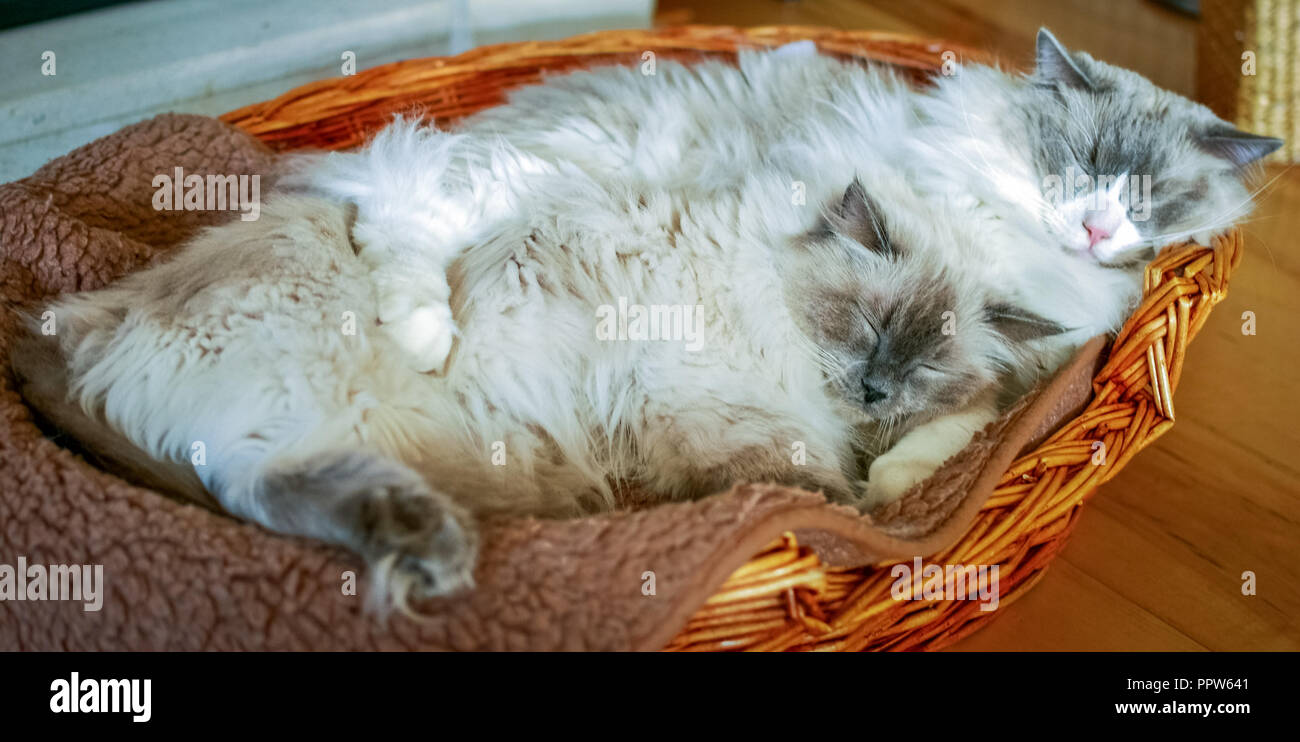 Two nice Ragdoll cats. It is best known for its docile and placid temperament and affectionate nature. Stock Photo