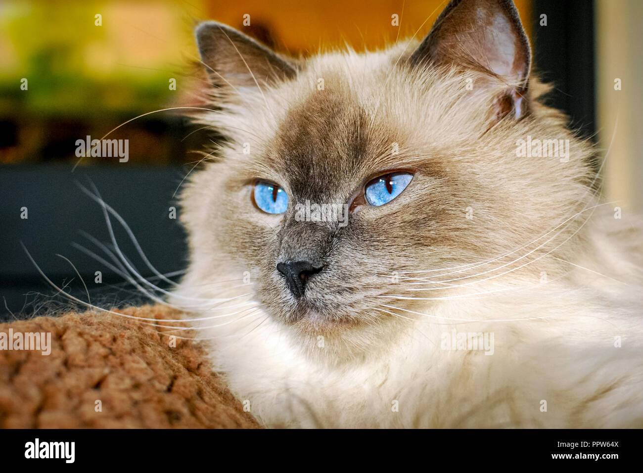 Ragdoll cats are best known for its docile temperament and affectionate  nature. The name is derived from the tendency to go limp when picked up  Stock Photo - Alamy