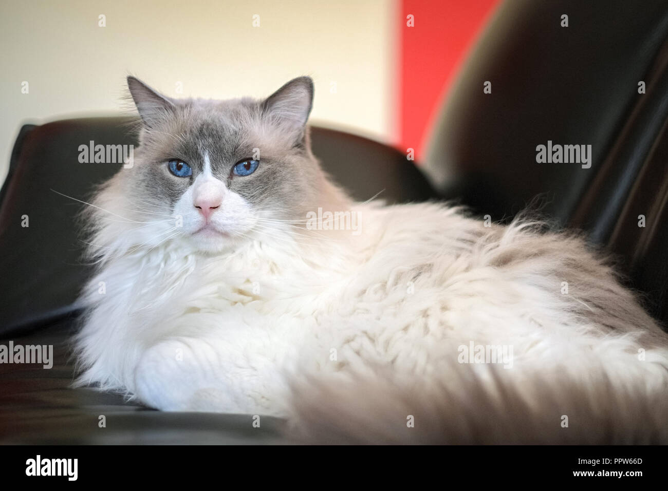 Ragdoll cats are best known for its docile temperament and affectionate nature. The name is derived from the tendency to go limp when picked up. Stock Photo