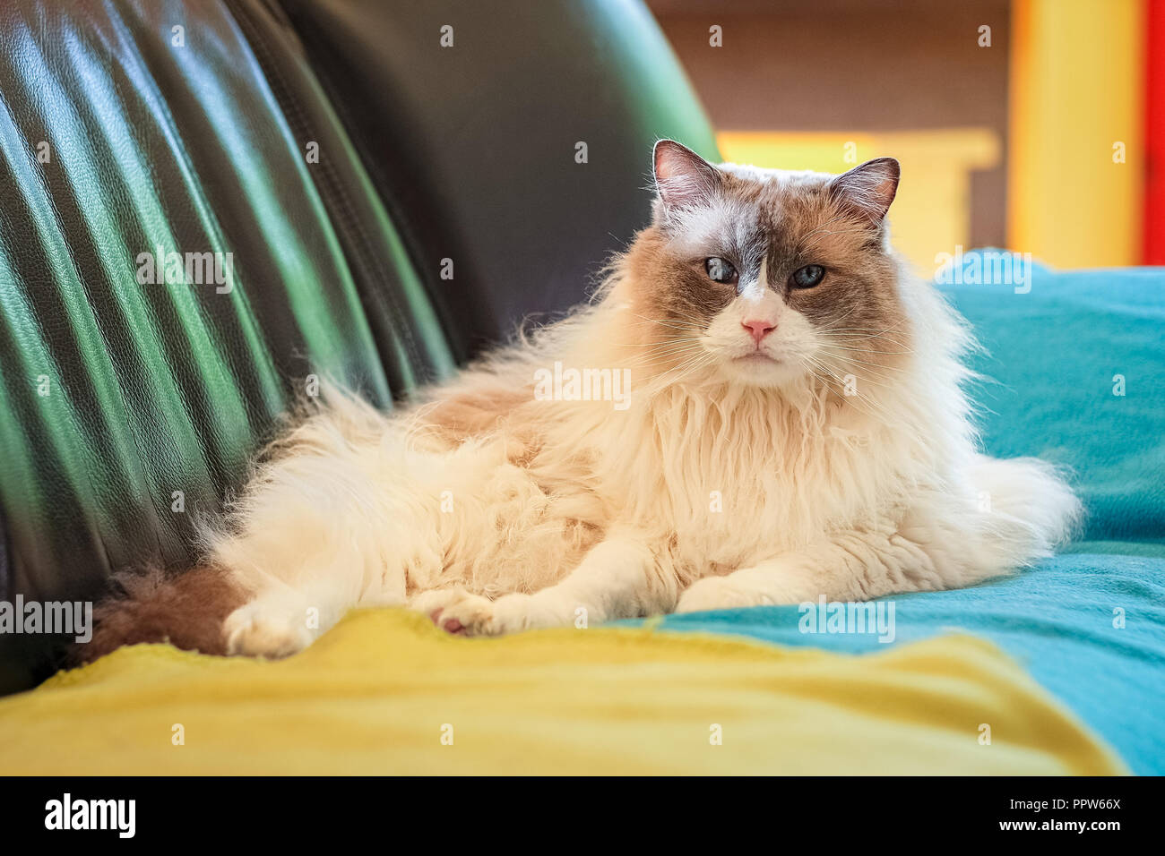 Ragdoll cats are best known for its docile temperament and affectionate nature. The name is derived from the tendency to go limp when picked up. Stock Photo