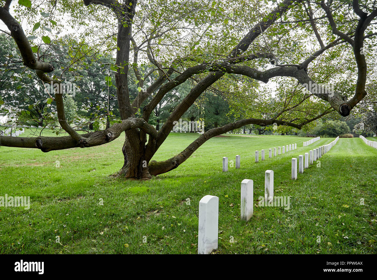 A large unusual tree in a cemetery Stock Photo Alamy