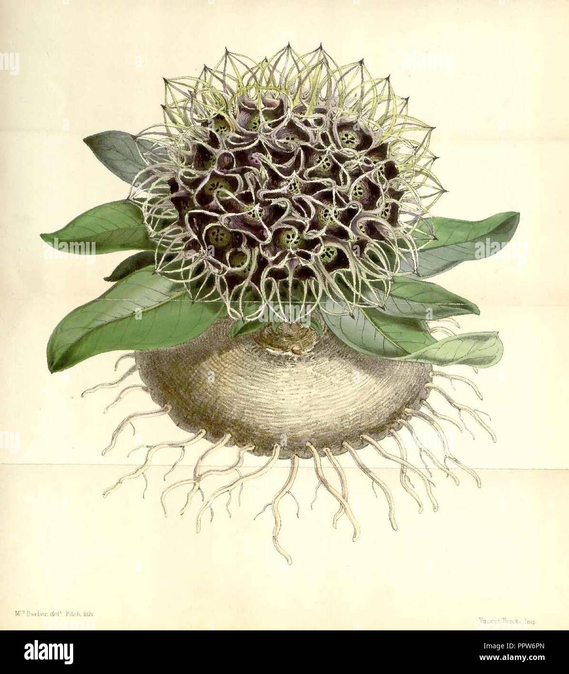 Brachystelma barberiae curtis botanical magazine pl.5607. Stock Photo
