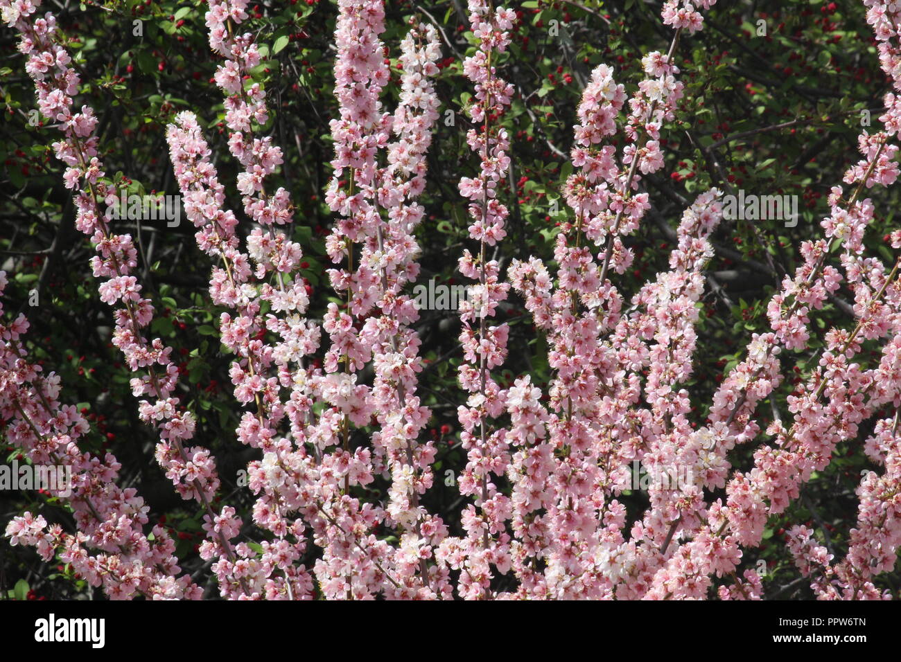 Pink cherry blossoms / prunus tree flowering in spring, Australia Stock