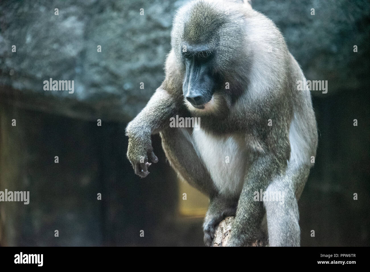 Drill monkey (Mandrillus leucophaeus) at Zoo Atlanta in Atlanta, Georgia. (USA) Stock Photo